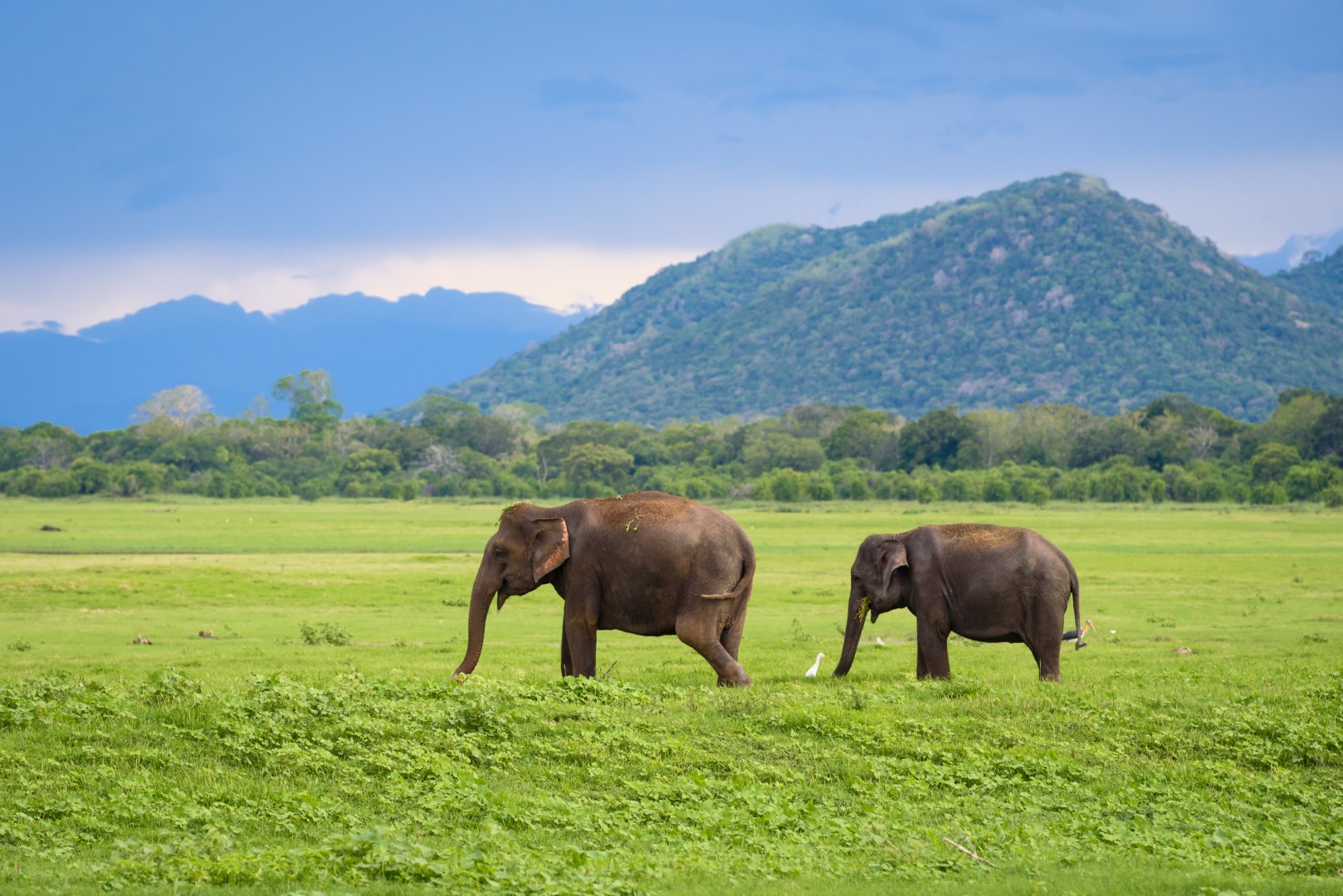 Minneriya Elephant Safari